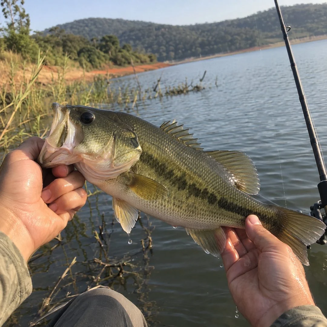 Peixe Black Bass