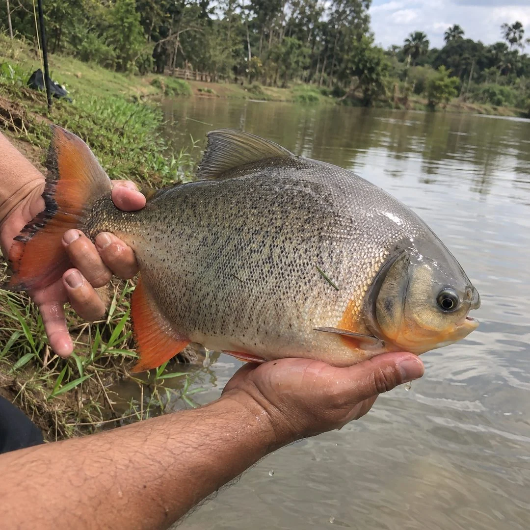 Peixe Pacu