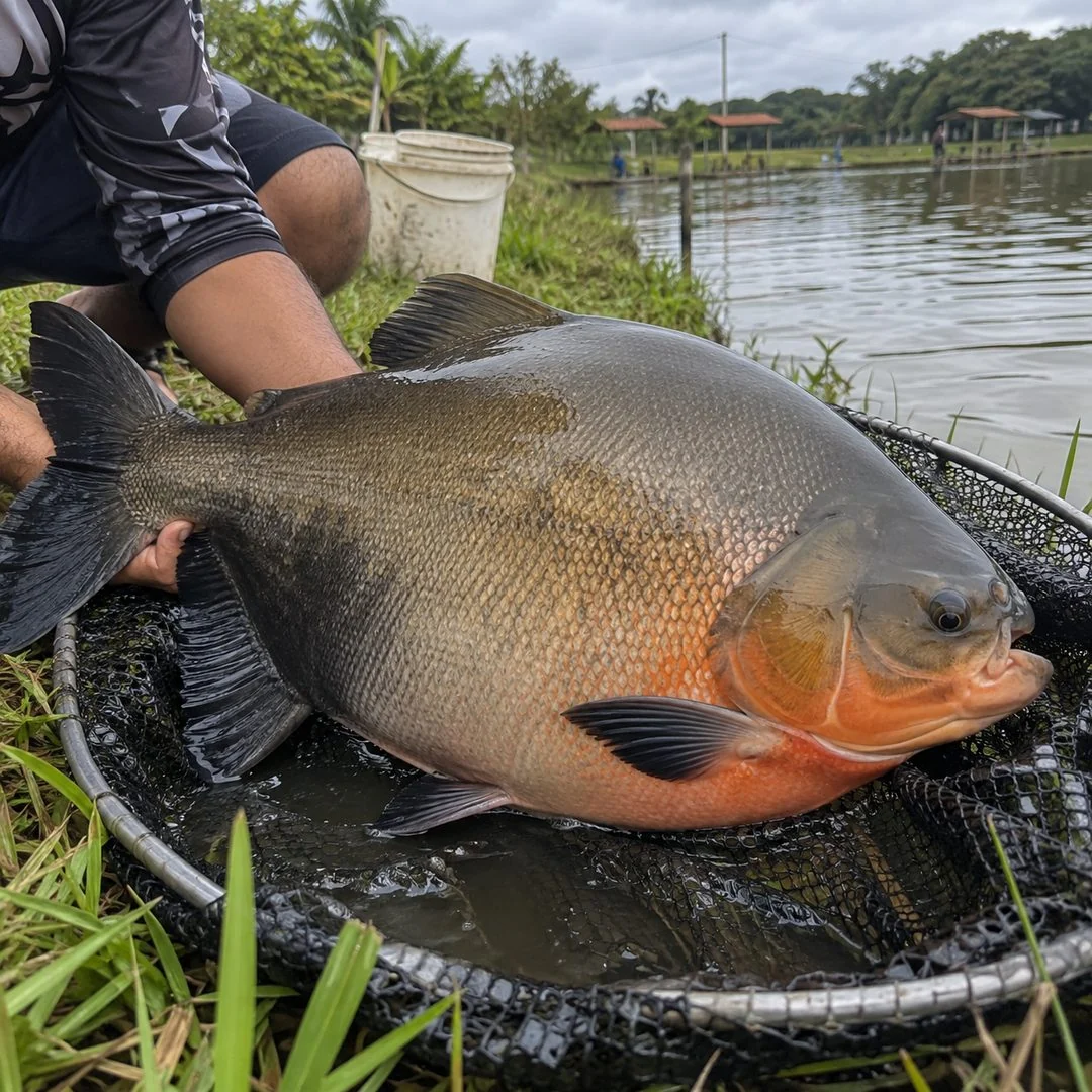 Peixe Tambaqui