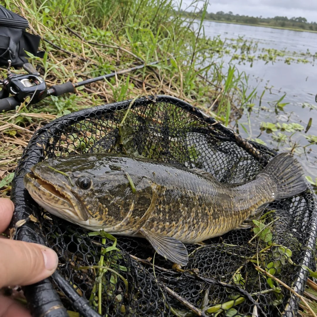 Peixe Traíra