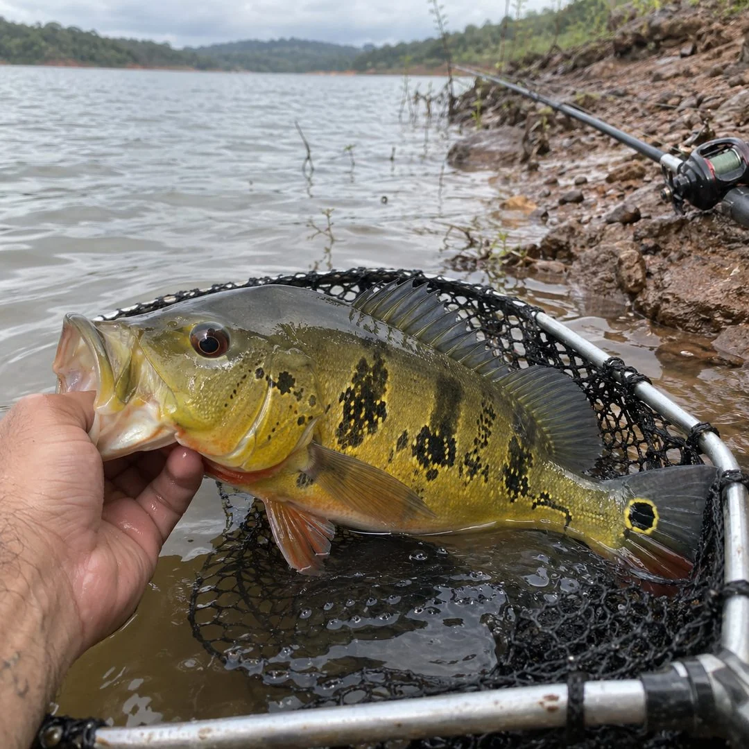 Peixe Tucunaré